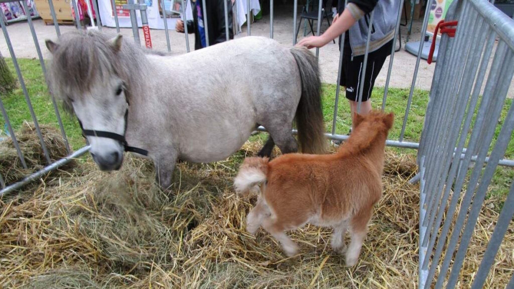 Vallée de Ronsard : Prochain comice agricole les 20 & 21 juin à Tréhet